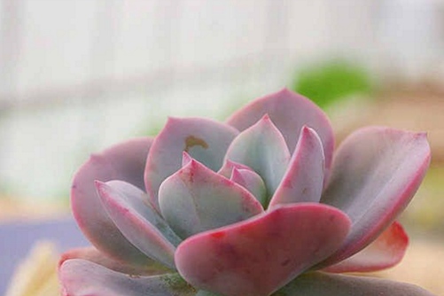 白凤多肉怎么养？待到春风吹起时,青枝顶红花