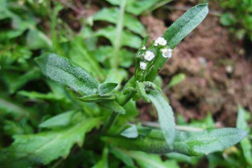 地菜的图片，春日平原荠菜花，新耕雨后落群鸦