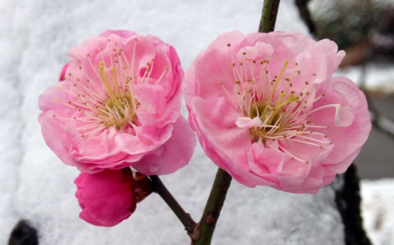 花语大全:梅花花语及梅花的象征意义