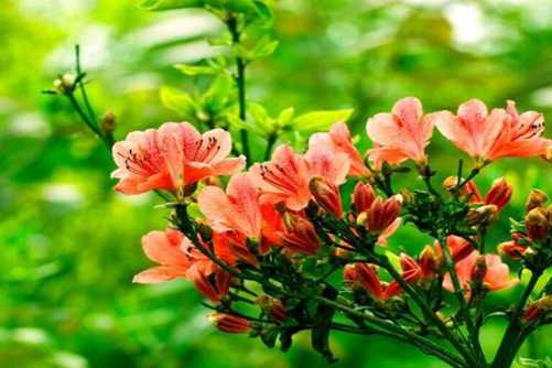 杜鹃花图片，杜鹃花发杜鹃啼 似血如朱一抹齐