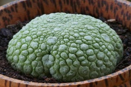 凝蹄玉怎么养？做好下面3步就能养出多肉界的“极品”凝蹄玉