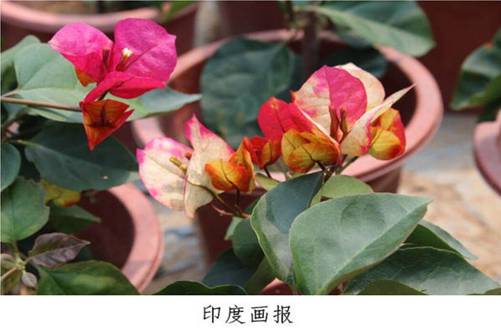这26种三角梅，您养过或见过其中哪几种