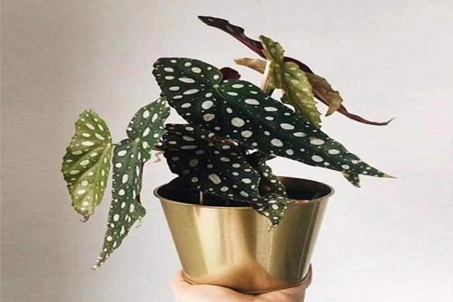 ins风网红绿植鳟鱼秋海棠，您见过吗？快来欣赏一下