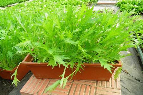 有机蔬菜标准，怎么区分无公害蔬菜、绿色蔬菜和有机蔬菜