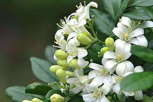 七里香花图片，月华冷处欲迎人 七里香风生满路