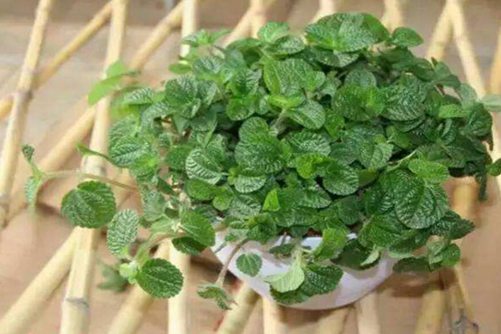 吸毒草的作用，吸毒草可以吃吗？