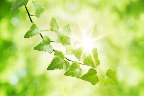 过生日送什么花？生日送这些花好看寓意又好