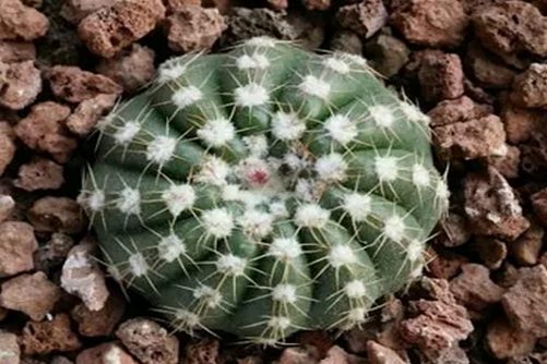 眩美玉仙人球养殖方法，眩美玉，仙人掌中开花最美的宝贝