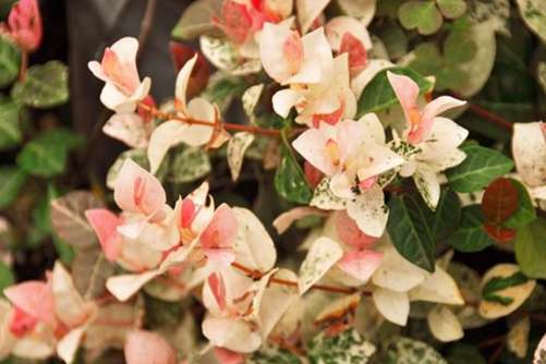花叶络石怎么养？叶比花更美 把握这几点常年都有“花”赏