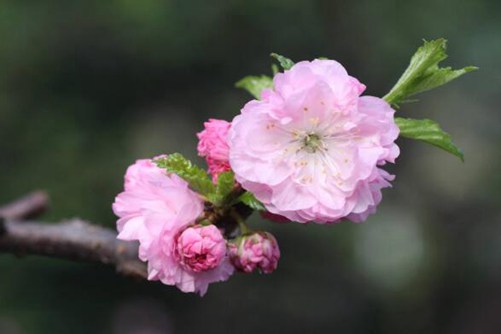 麦李图片，麦李 花开如云，花落似海