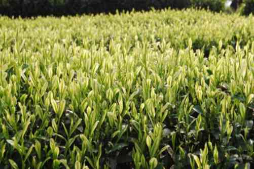 安吉白茶多少钱一斤?给你带来最新的2019安吉白茶的价格