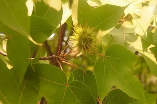 枫香树的养殖方法，枫香树 层染深红间浅黄