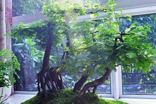 水杉盆景的养殖方法，水杉盆景这样养枝繁叶茂还能净化空气