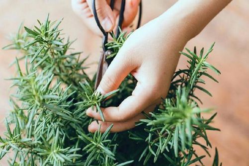 阳台养这四盆花，药费不用花钱 ，还能清火润肺抗病毒