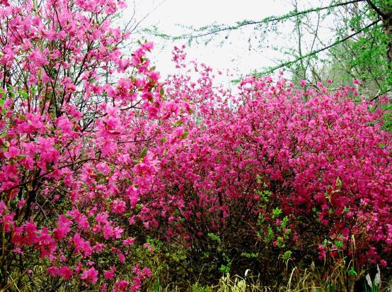 杜鹃花花语是什么,代表着永远属于你