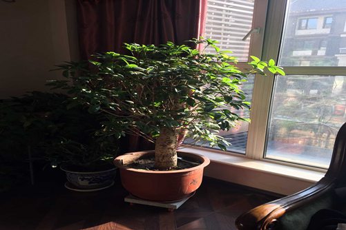 月月桂怎么养，要想月月都开花这六点你一定要知道