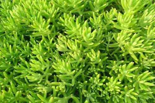 佛甲草种植方法，佛甲草养不死的“小强” 新手值得拥有