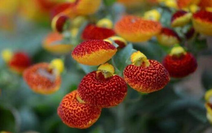 蒲包花图片 蒲包花易爆盆，种阳台似花海