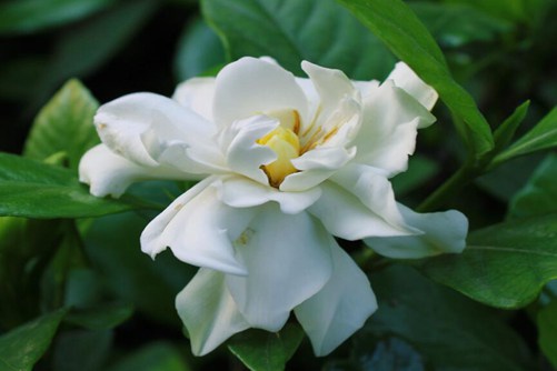 栀子花图片，高清栀子花图片大全