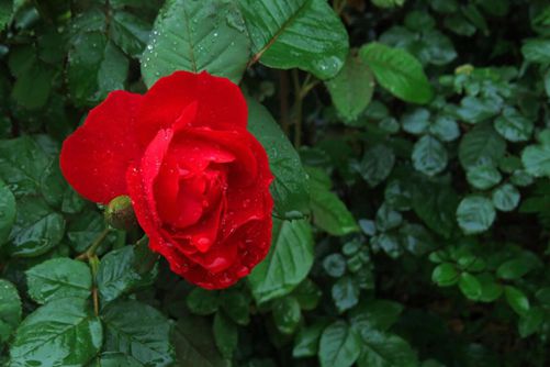 月季这样养 梅雨季后花开不断，还没病虫害