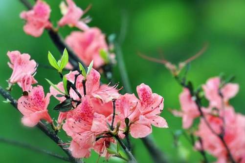 杜鹃花图片，杜鹃花发杜鹃啼 似血如朱一抹齐