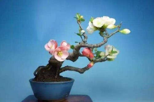 郁李图片， 不尽风光洗旧尘，郁李初开点破春