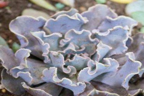 利比里亚多肉怎么养？多肉植物利比里亚的养殖方法