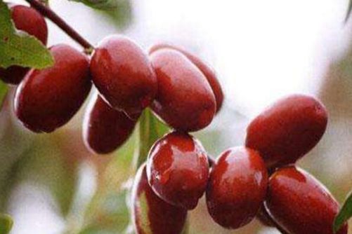 大枣图片 堰茗蒸红枣，看花似好时