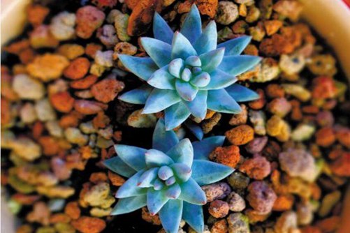 多肉植物图片，秋季多肉的美你get到了吗？