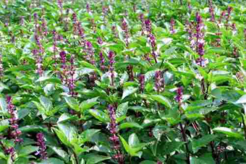 九层塔图片，九层塔开花节节高
