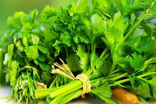 香菜图片，高清香菜图片大全