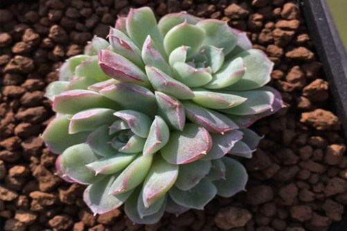 沁心多肉怎样养出状态?  出状态的沁心实在太美了如糯糯的小糕点