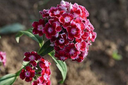 石竹花功效，花谚说“石竹花铁肚量,能把毒气打扫光”