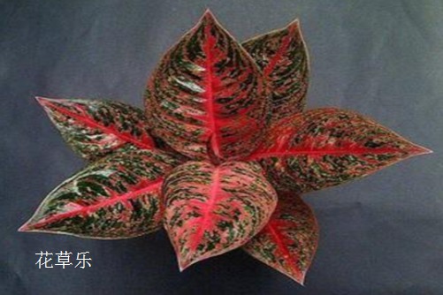 如意皇后的养殖技巧，养好如意，随我心意