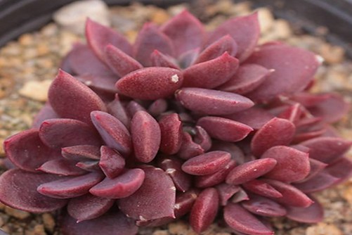 红色系多肉植物有哪些？常见24种红色系多肉图片鉴赏