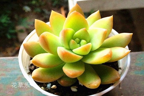 多肉怎么养 多肉黄丽的种植及养护管理