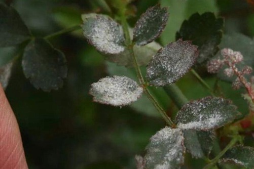 月季花病虫害防治全攻略，月季病虫害识别与防治图片