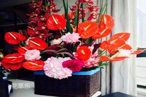 火鹤花是狮子座的守护花，火鹤的花语是什么？适合送什么人呢？