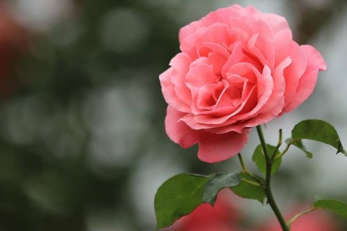 北京的市花你知道吗？北京的市花 月季还是菊花呢
