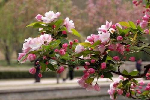 海棠花到了花期,只长叶没有花苞怎么办