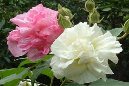 木芙蓉图片，千林扫作一番黄，只有芙蓉独自芳