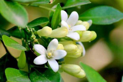 七里香花图片，月华冷处欲迎人 七里香风生满路