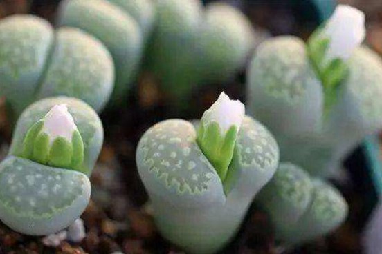 石生花图片，高清萌萌哒的石生花图片大全