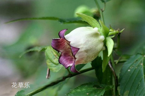 既是“催乳能手”又是“山菜之王”的羊乳花怎么养？