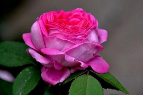 月季花图片，四时如春情满怀 月月花谢花又开
