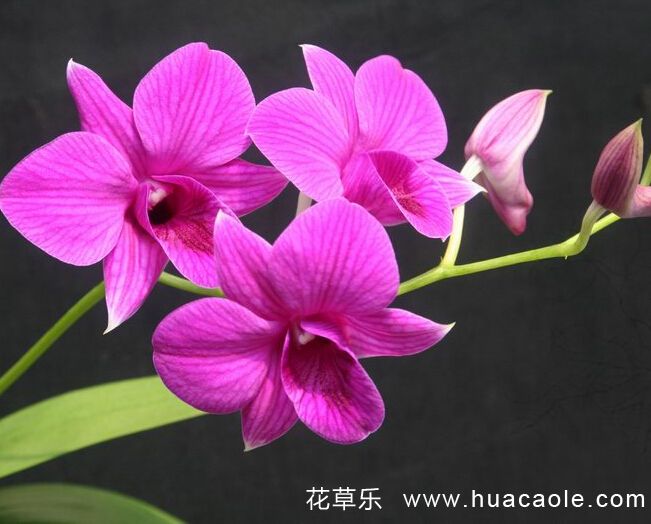 石斛兰的花语及石斛兰寓意