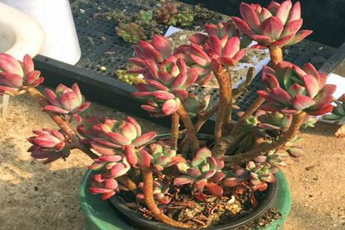 红色系多肉植物有哪些？常见24种红色系多肉图片鉴赏