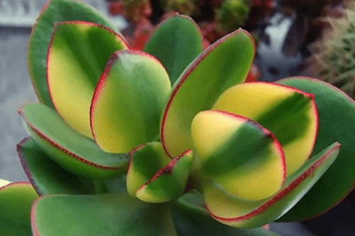 新花月锦怎么养 这6点能让花月锦有落日之雁般美