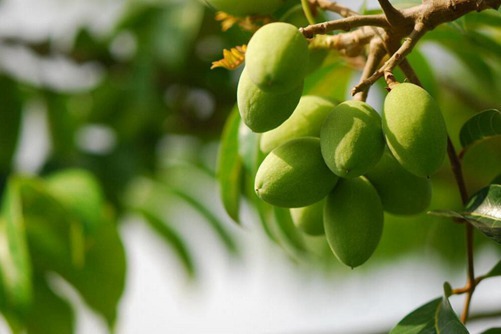青果功效与作用，产妇、宝宝、哺乳期能吃青果吗