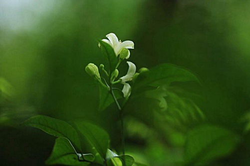 盆栽七里香花的养护秘诀，七里香花这样养花香醉人